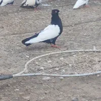 چند تا نر ناشی و شرط