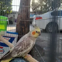 عروس هلندی گل باقالی رام