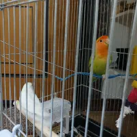 کوله برزیلی با قفس بزرگ به فروش میرسه