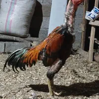 خروس.لاری
