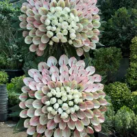 اجرای انواع تاج گل لوکس