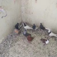 ۲۲ تا کفتر رنگی پرشی یکجا
