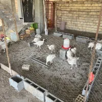 بوقلمون بیوتی۶ زرین