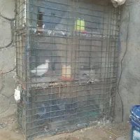 قفس کفتر