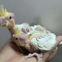 جوجه عروس هلندی