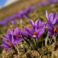 زعفران خراسان