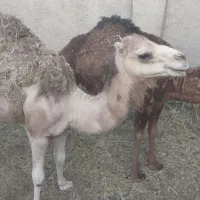 دو راس شتر