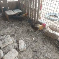 مرغ و خروس براکل کیفیت بالا
