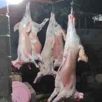 گوسفند بره نر وماده پروار شده