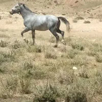 اسب