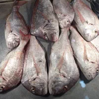 ماهی تازه جنوب