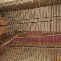 فنچ کینگ|پرنده|رشت, حومه رشت|دیوار