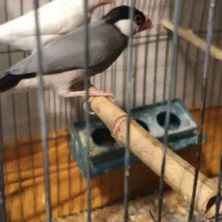 فنچ نرگسی
