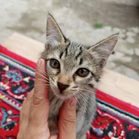 بچه گربه|گربه|سنگر, |دیوار
