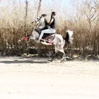 اسب /سواری