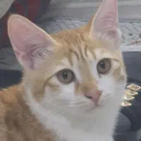 واگذاری رایگان بچه گربه