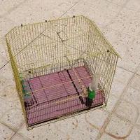 قفس پرنده عروس هلندی ، مرغ عشق