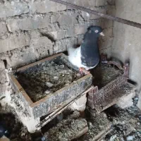 کبوتر