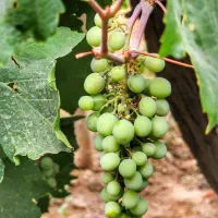 آبغوره طبیعی و تازه