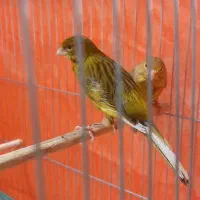 جفت قناری سبز و زیتونی
