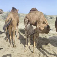 فروشی|حیوانات مزرعه|میناب, |دیوار