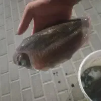 مرکب ماهی صید امشب