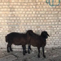 بره نر پشم شیر