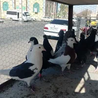 15عدد نر پریده