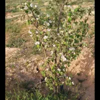 زمین باغی