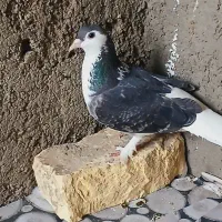 کفتر ماده زره پا پر
