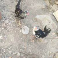 یک جفت تیمچه گلین