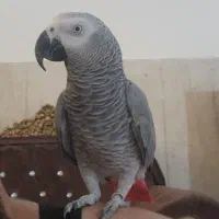 کاسکو نر بالغ دستی سخنگو