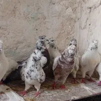 کفتر