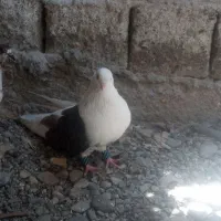 پشت دار بلند