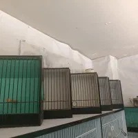 قفس نمایشی