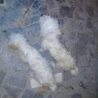 سگ نرو ماده پشمالو