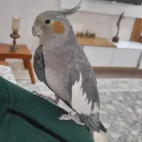 عروس هلندی