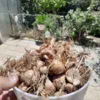(پیاز زعفران)
