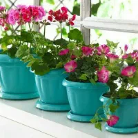 نیازمند ضامن تامین اجتماعی