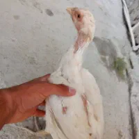 لاری آث