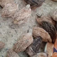 بلدرچین گوشتی نژاد سنگین