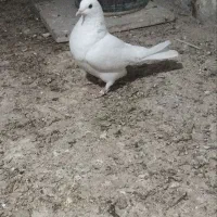 کبوتر