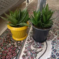 گل سانسوریا پا کوتاه