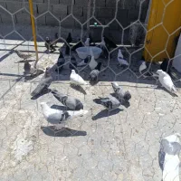 پرنده