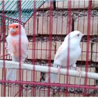 جفت قناری موزاییکی درحمیدیه