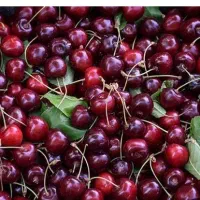 ۲تا سبد البالو گیلاس
