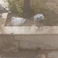 کبوتر گمشده