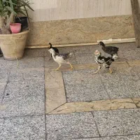 جوجه گلین