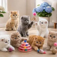 اررزونی یک گربه کوچک / دوستی بزرگ برای سالها