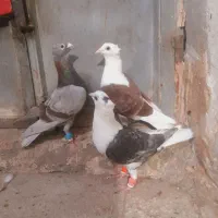 جفت پشت کویتی کاکلی،